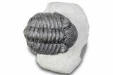 Curled Pedinopariops Trilobite - Mrakib, Morocco #287714-2
